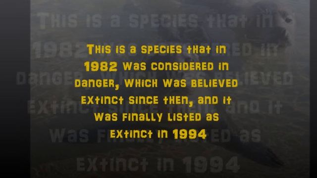 Foca Monje del Caribe смотреть онлайн