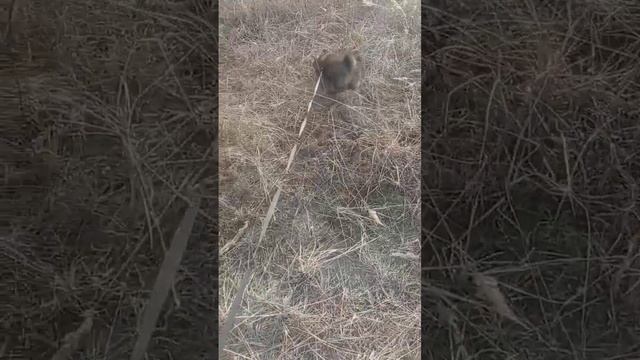 молечка как лиса) люблю с ней гулять🐕 смотреть онлайн