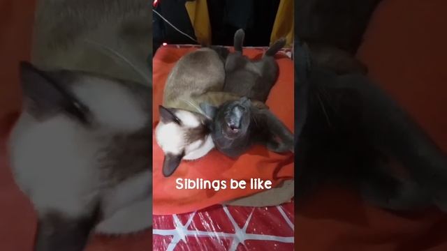 Groom with us #russianblue #siamesecat #cats смотреть онлайн