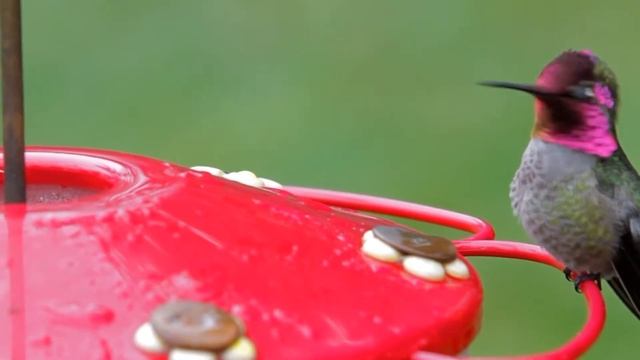 Anna's Hummingbirds December, 21, 2011 смотреть онлайн