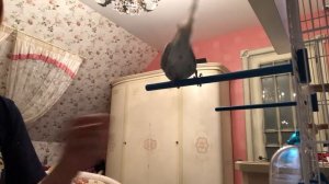 Дрессировка волнистого попугая