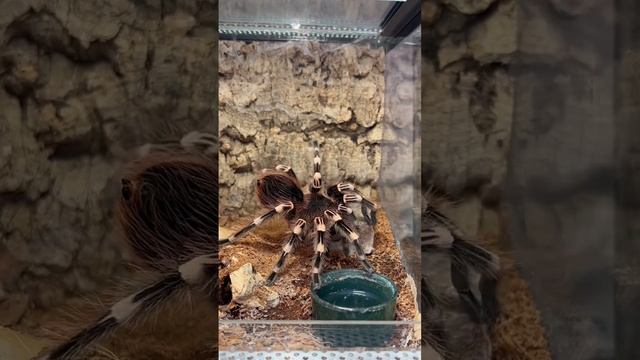 Acanthoscurria geniculata. Tarantula crunchy feeding смотреть онлайн