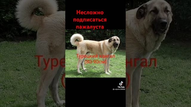 #самые большие собаки# в мире# смотреть онлайн