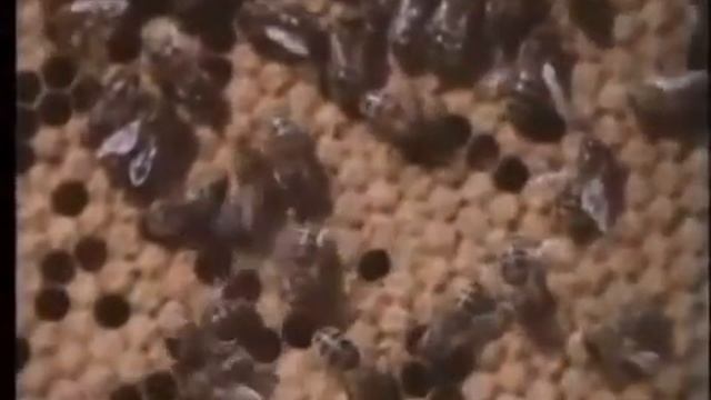 Семья пчёл. Учебный фильм. Часть 1 из 2.