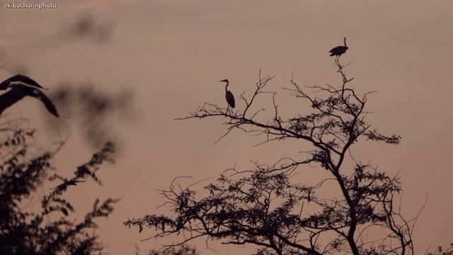 На закате уходящего дня ! #цапля #birdwatching #фотоохота #birds #птицы #raw_allnature #birdswatchi смотреть онлайн