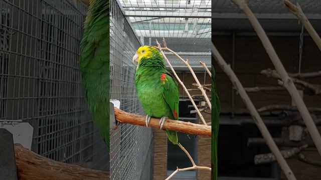 Double Yellow-headed Amazon (Amazona oratrix oratrix) смотреть онлайн