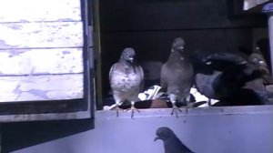 высоколетные голуби Донецка 26.04.2017г