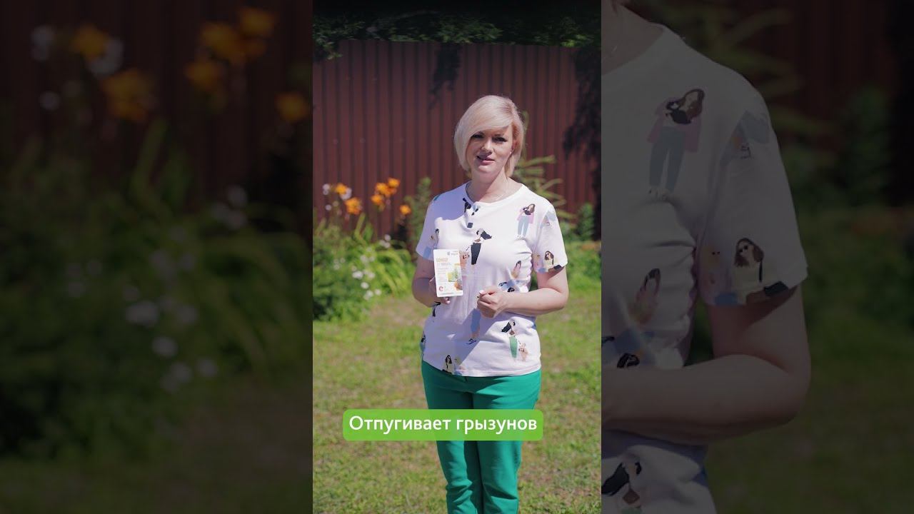 Простой способ очистить подвал от вредителей и болезней - дымовая шашка Бомбер смотреть онлайн