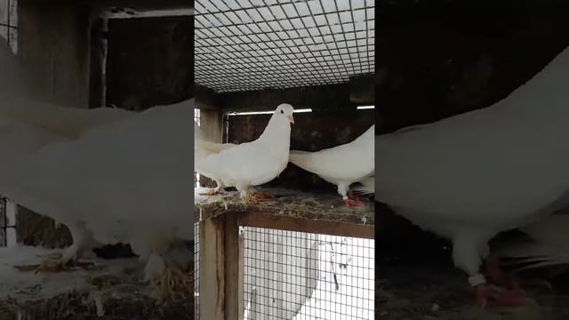 Белые широкохвостые бакинцы смотреть онлайн