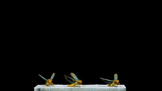 Extraordinary Portraits of Insects in Flight смотреть онлайн