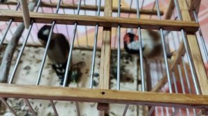 Ловля певчих птиц, -щегла на западок