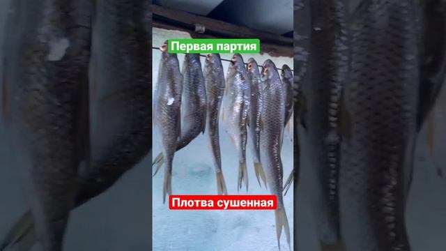 Весенняя плотва. Плотва сушенная #fishing #рыбалкаудалась смотреть онлайн