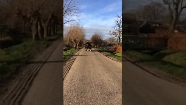 Шайр смотреть онлайн