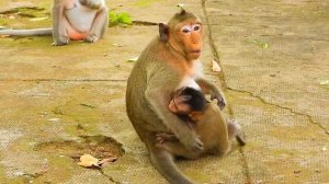 OMG..!! The skinny baby monkey MASHA was s🙊cared when Mom Messi left without letting her know.