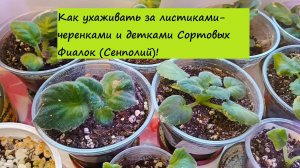 Как ухаживать за листиками-черенками и детками Сортовых Фиалок (Сенполий)!