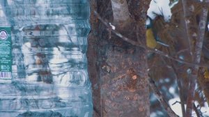 Птицы Кировской области