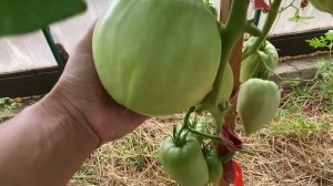 Видео отвечалки на часто задаваемые вопросы участниками ОЗ. 14 июня 2022