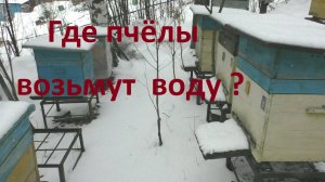 Что жизненно необходимо пчелам весной