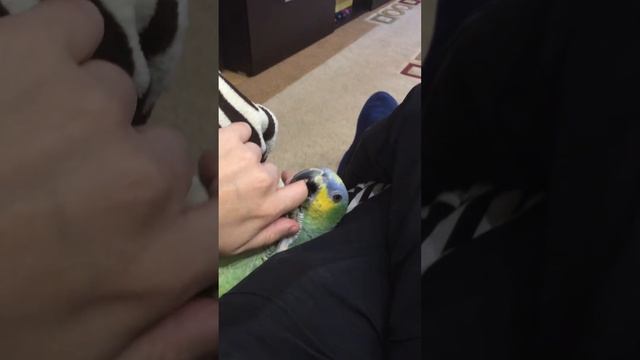 Яшка любитель поиграть смотреть онлайн