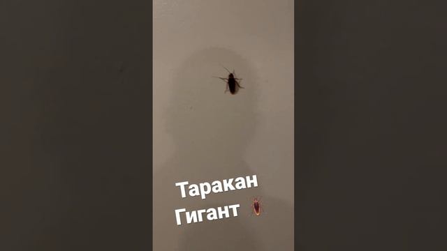 Таракан гигант 🪳 смотреть онлайн