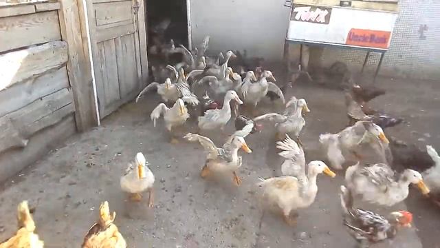 Кури гуси утки смотреть онлайн