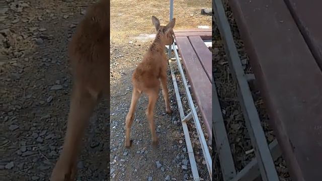 Маленький Лосяша смотреть онлайн