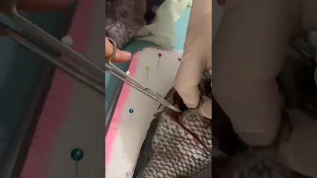 Organ Tubuh Hewan смотреть онлайн