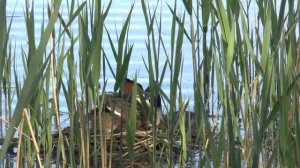 чомга на гнезде