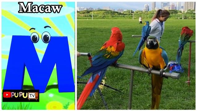Alphabet Song | Phonics Sound | Abcd Phonic Song | Birds Song#billionsurprise#chuchutv
