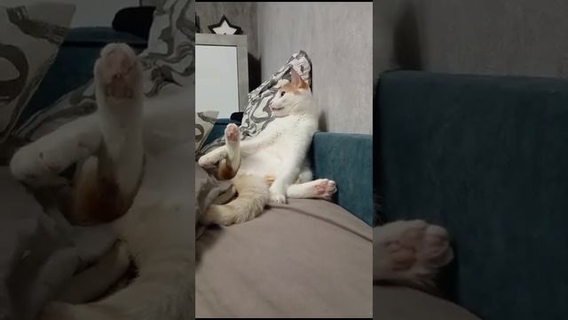Кот Ричард совсем обленился #приколы #смешно #кот #смешные #кошка #смешное #котики #смех смотреть онлайн