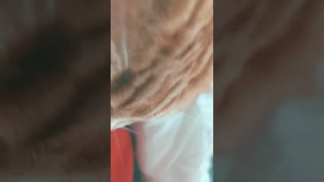 факт о кошке:то что кошки могут видеть в темноте,они млекопитающие смотреть онлайн