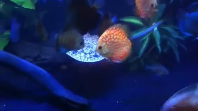 My new Monster barracuda marble motoro flower stingray discus tank 180g смотреть онлайн