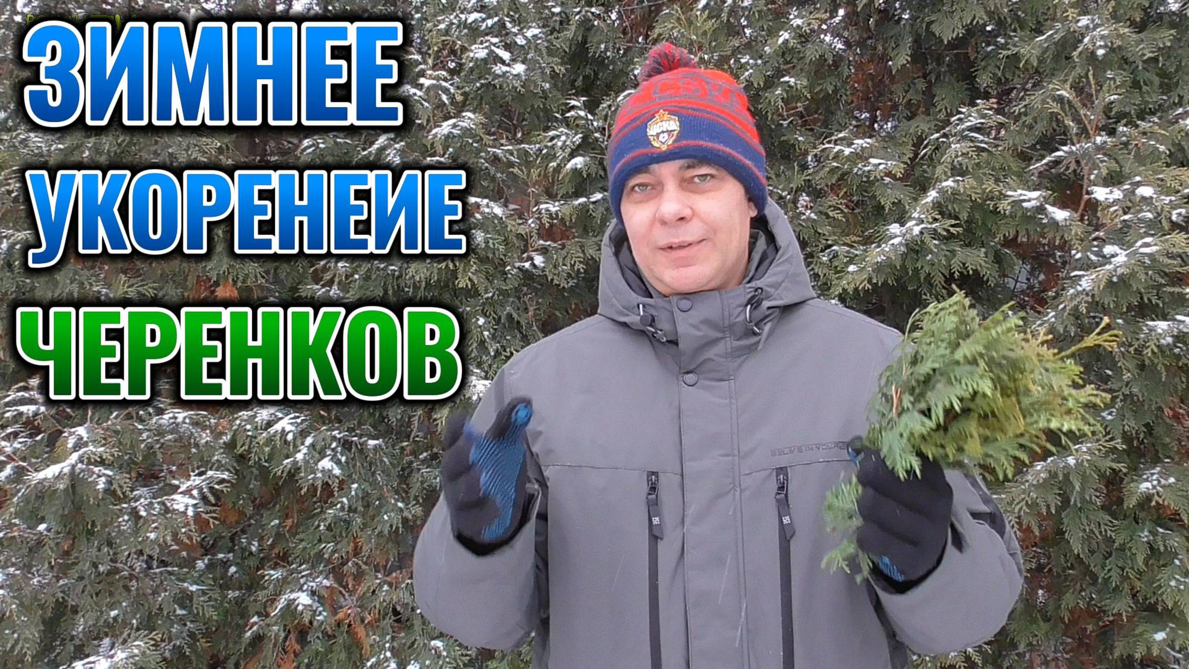 🌲 Размножаем ТУИ черенками в ДЕКАБРЕ: простой способ получить 🌱 саженцы туи к весне 🌞 смотреть онлайн