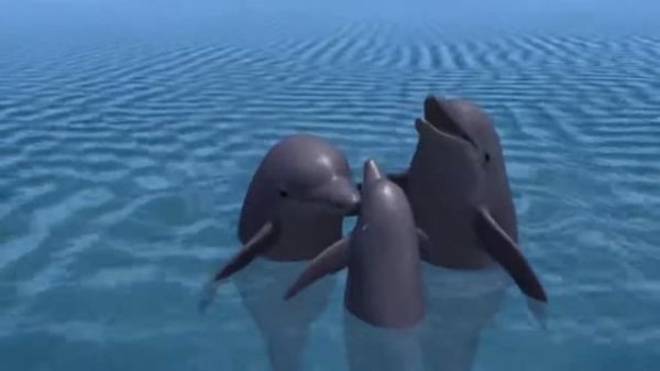 [The Airport Diary S1] EP23 Returning the Baby Dolphin (ENG)