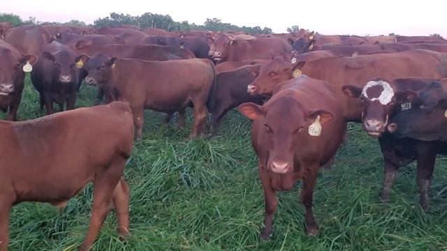 Pesky flies being attacked by mob of dragonflies and Greg goes off on a rant! смотреть онлайн