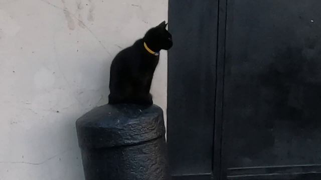 Цикл Коты Одессы. смотреть онлайн