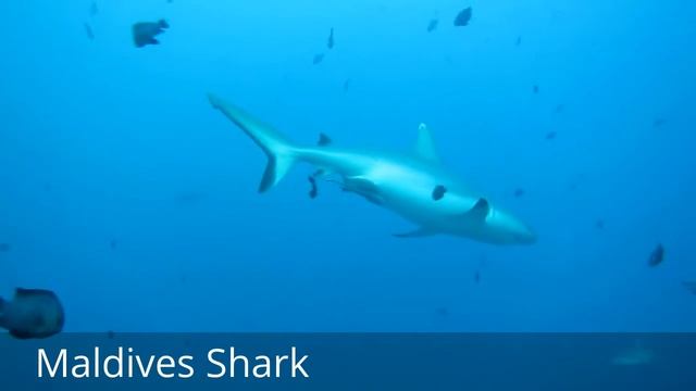 Maldives Shark смотреть онлайн