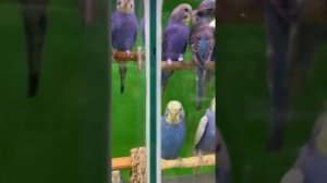 Волнистые попугайчики в зоомагазине. 😍😍😍😍Столько цвета, разнообразия.🥰🥰🥰