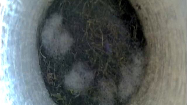 2021-04-21 08:59 Синица выкладывает гнездо пухом. смотреть онлайн