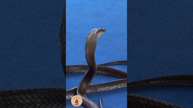 Serpientes | El misterio de los COLORES #shots смотреть онлайн