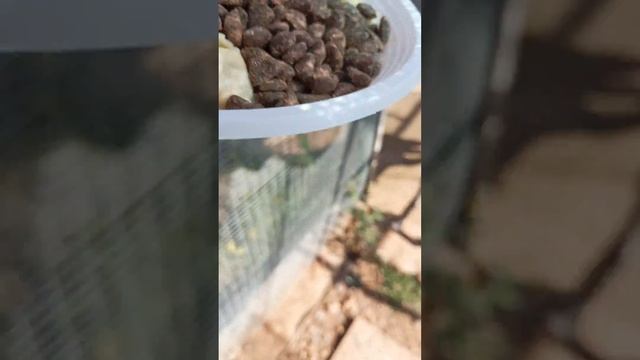 Tortellini in brodo e croccantini per lui. смотреть онлайн