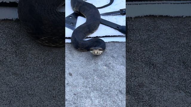 Agkistrodon piscivorus,or the common American Cottonmouth. смотреть онлайн