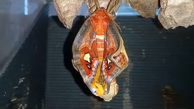 Attacus Atlas - Female.