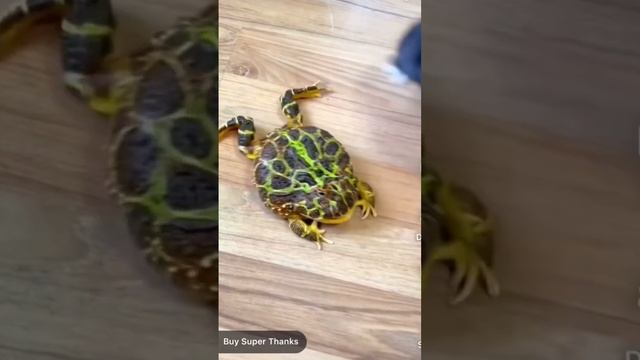 🐸 #animals #nature #funny #pets #cute eating everything except 🐈 смотреть онлайн