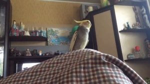 Попугай корелла прикольно разговаривает