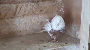 Кировоградские голуби. Голуба.Тел.+38 0677051219