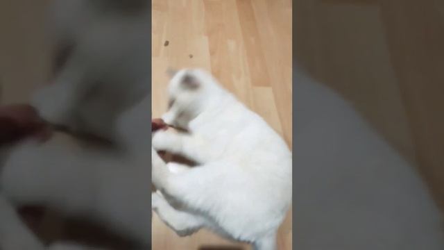 ну никак не погладить, Британцы они такие))) смотреть онлайн
