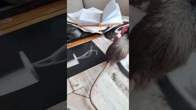 Happy rat 43 #respect #домашниеживотные #pets #rat #крыса #грызуны #rodents #fall смотреть онлайн