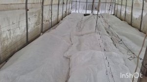 Виноград в Нижегородской области. Декабрь 2024г.