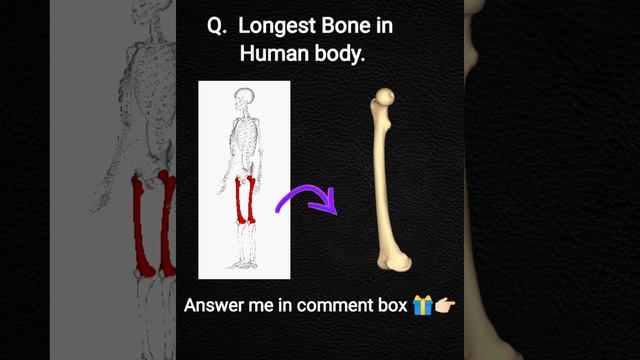 Longest bone in human body | skeleton system longest bone | Long bone | Anatomy and physiology смотреть онлайн